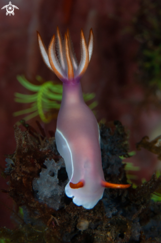 Bullock's Hypselodoris