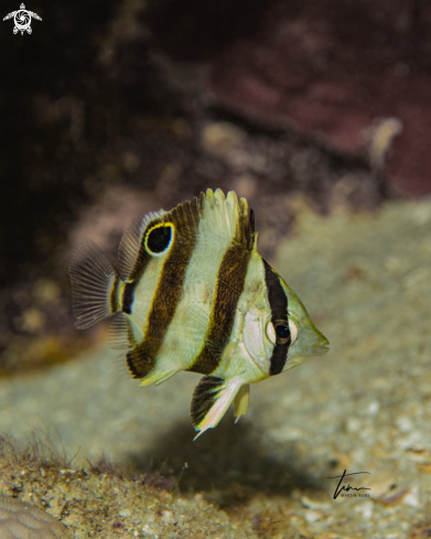 A Banded Butterflyfish