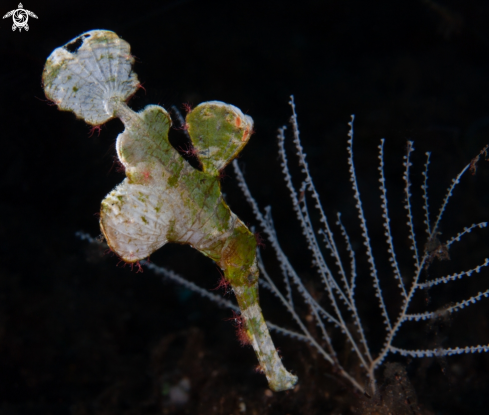 A Ghost pipefish