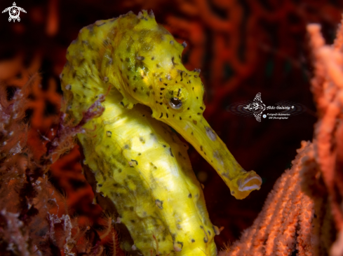A Tiger Tail Seahorse 