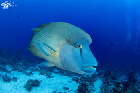 A Pesce Napoleone