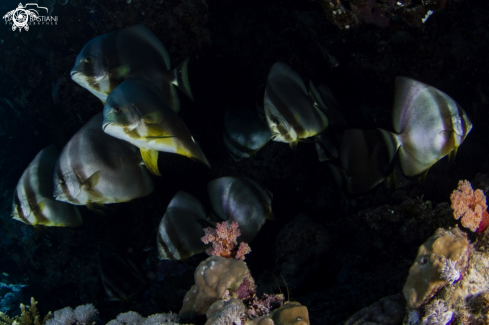 A Bat Fish