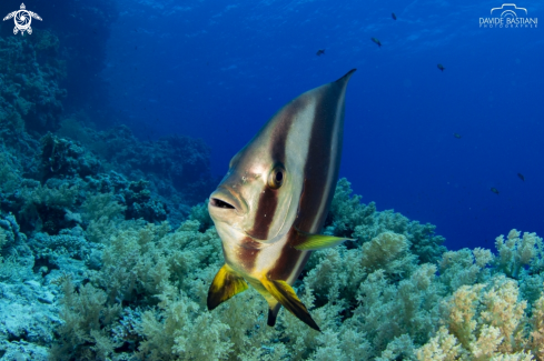 A Bat Fish