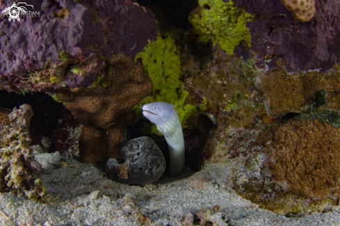 A White moray