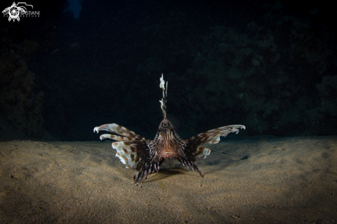 A Lion Fish