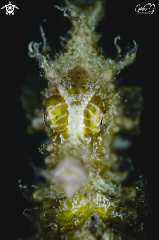 A Hippocampus guttulatus | Seahorse