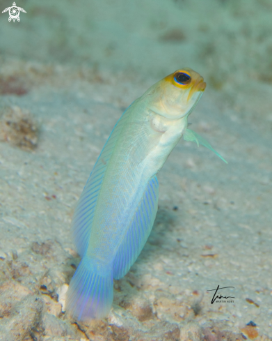 A Yellowhead Jawfish
