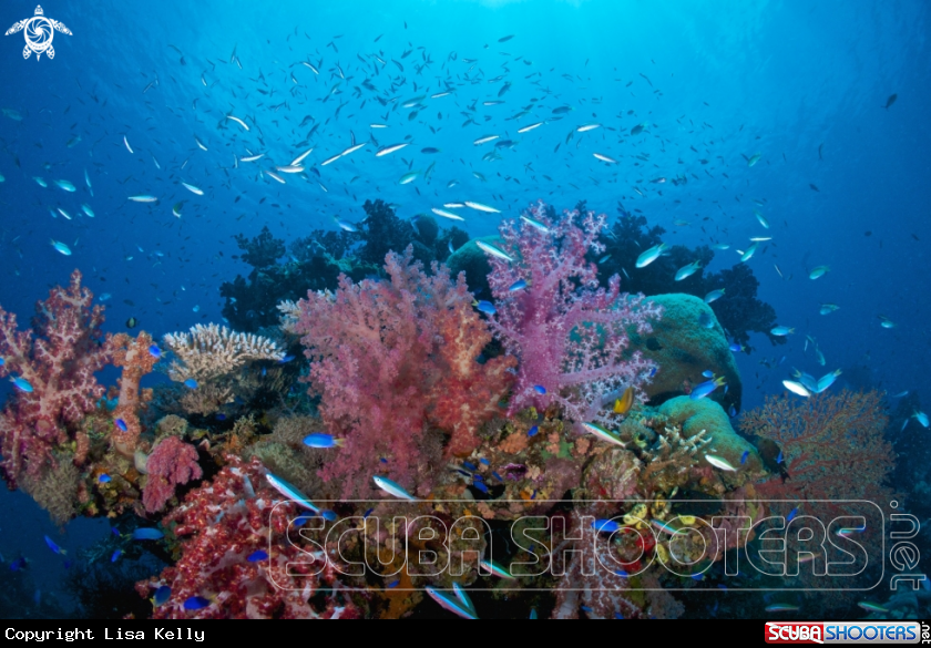 A Reef in Micronesia