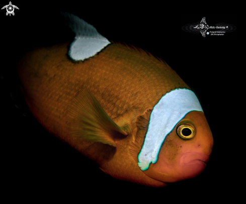 A Saddleback Anemonefish