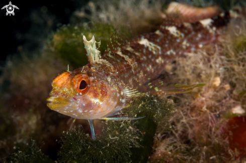 A Tripterygion delaisi | pesce peperoncino