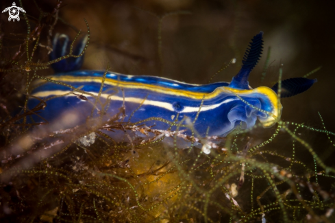 A Hypselodoris tricolor | Doris tricolor