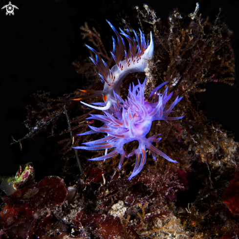 A Nudibranchi