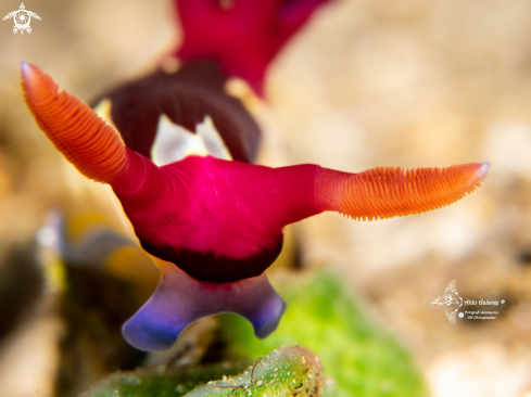 A Nembrotha chamberlaini Gosliner & Behrens, 1997 | Nembrotha Nudibranch