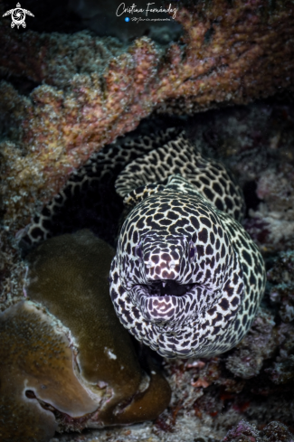 A Gymnothorax favagineus | Honeycomb Moray 