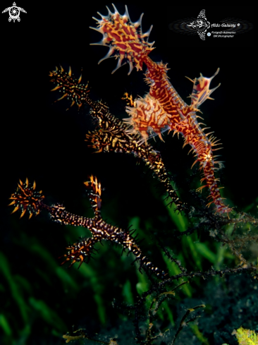 A Solenostomus paradoxus (Pallas, 1770)  | Ghost Pipe Fish x 3