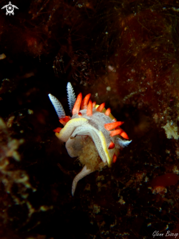 A Diaphorodoris papillata | Diaphorodoris papillata