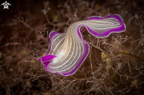 A Planaria rosa