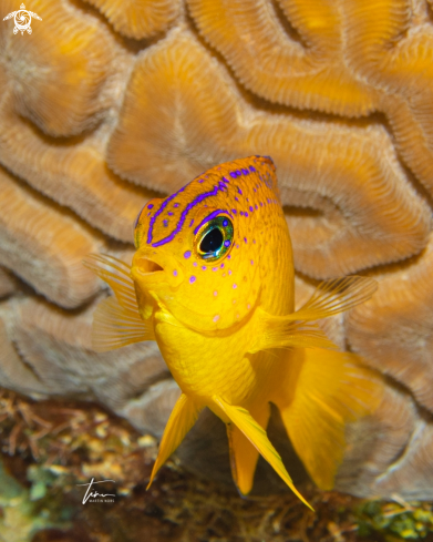 A Stegastes diencaeus | Longfin Damselfish