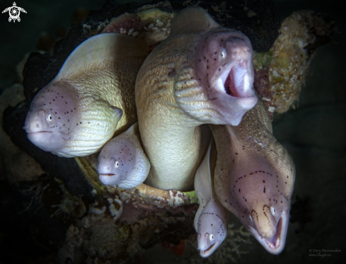 Moray eels