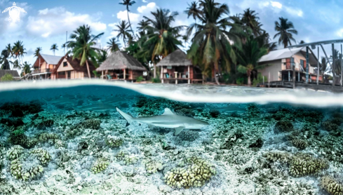 A Blacktip reef shark