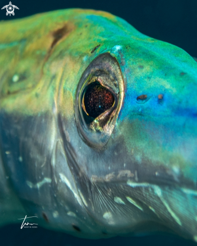 A Aulostomus maculatus | Trumpetfish