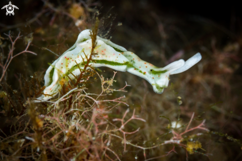 A Elysia timida nudibranch | Elysia timida nudibranch