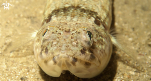 A Synodus saurus | pesce lucertola