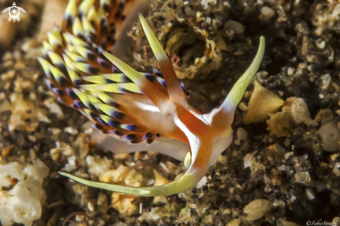 A Flabellina exoptata | Flabellina exoptata