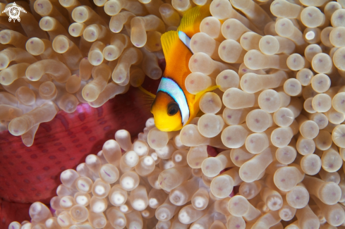 A Amphiprion Bicinctus  