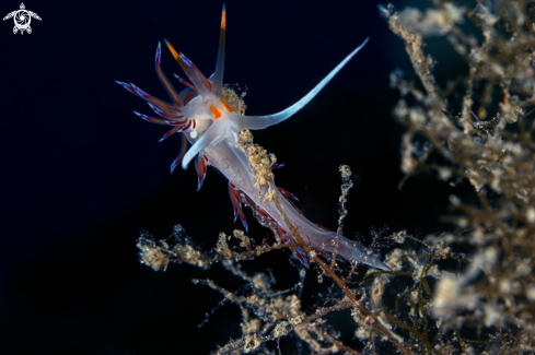 A Cratena peregrina