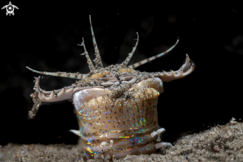 A Bobbit worm