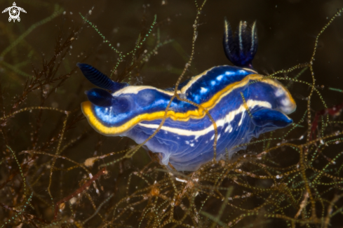 A Felimare tricolor nudibranch | Felimare tricolor nudibranch