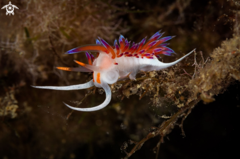 A Cratena peregrina nudibranch | Pilgrim Hervia