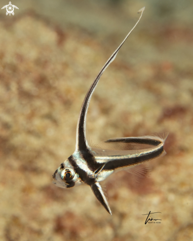 A Equetus punctatus | Spotted Drum