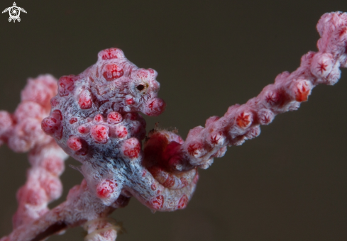 A Pygmy seahorse