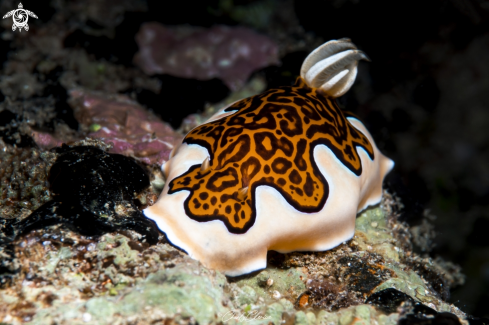 A Goniobranchus gleniei | Goniobranchus gleniei