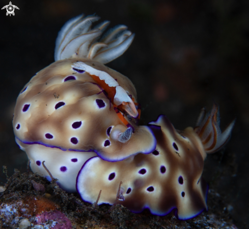 A A pair of Tryon's Hypselodoris and Zenopontonia rex