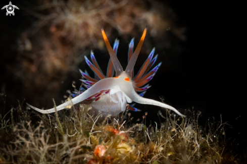 A Cratena peregrina nudibranch | Cratena nudibranch 