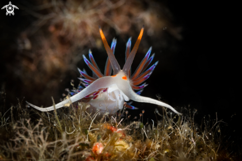 A Cratena nudibranch 