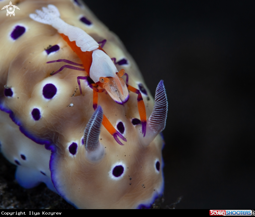 A Tryon's Hypselodoris and Periclimenes imperator