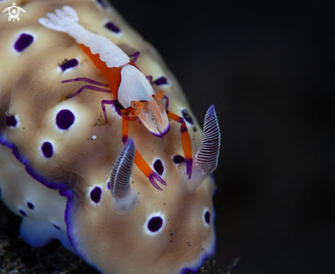 Tryon's Hypselodoris and Periclimenes imperator