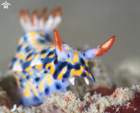 A Hypselodoris infucata