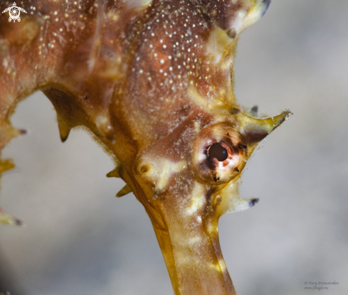 A Seahorse eye