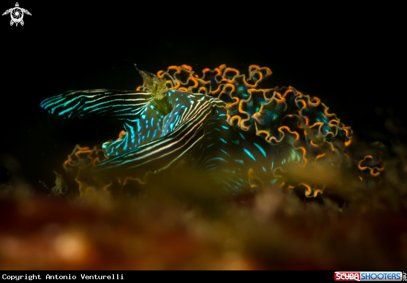 A Elysia diomedea nudibranch