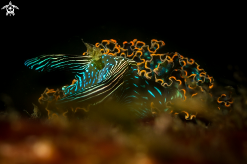 Elysia diomedea nudibranch