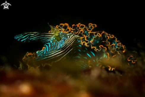 A Elysia diomedea | Elysia diomedea nudibranch