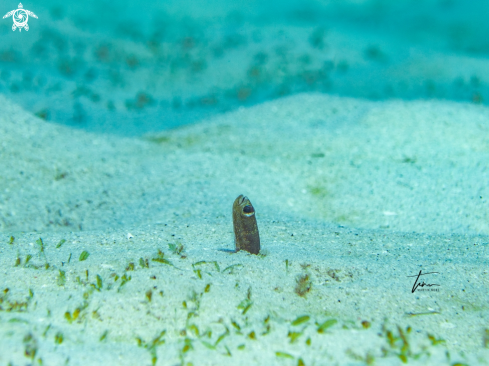 A Heteroconger longissimus | Brown Gardeneel