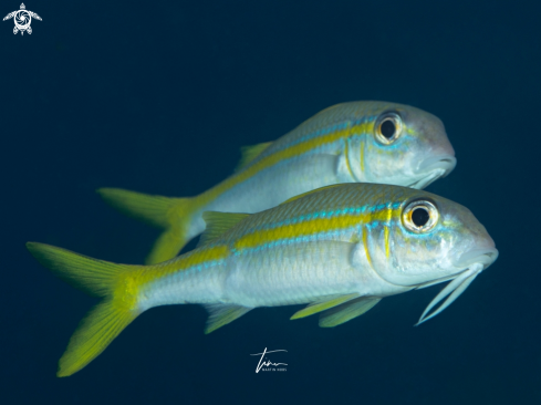 A Mulloidichthys martinicus | Yellow Goatfish