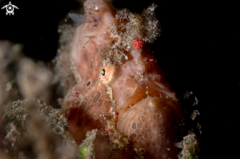 A Antennarius pictus | Painted frogfish