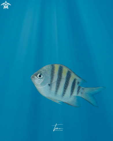 A Abudefduf saxatilis | Sergeant-major